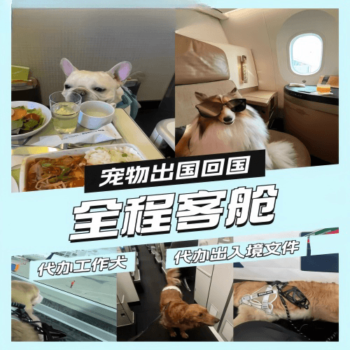 宁德宠物托运到白俄罗斯宠物入境规定和要求